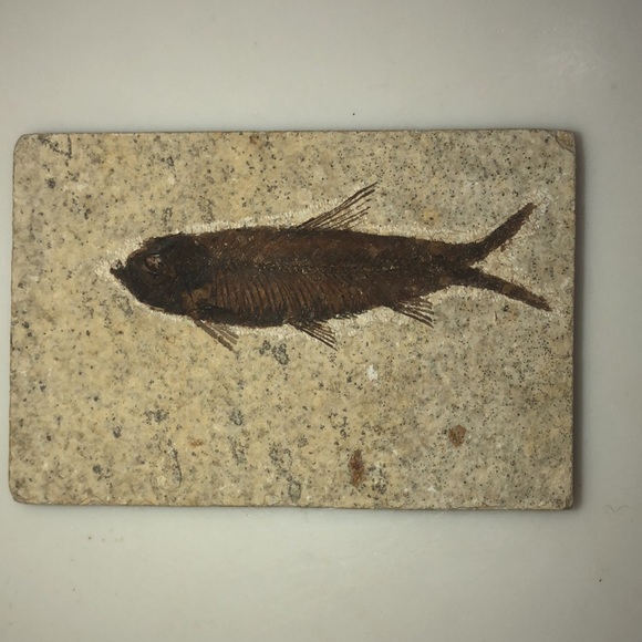 Other - REAL FISH FOSSIL❣️
